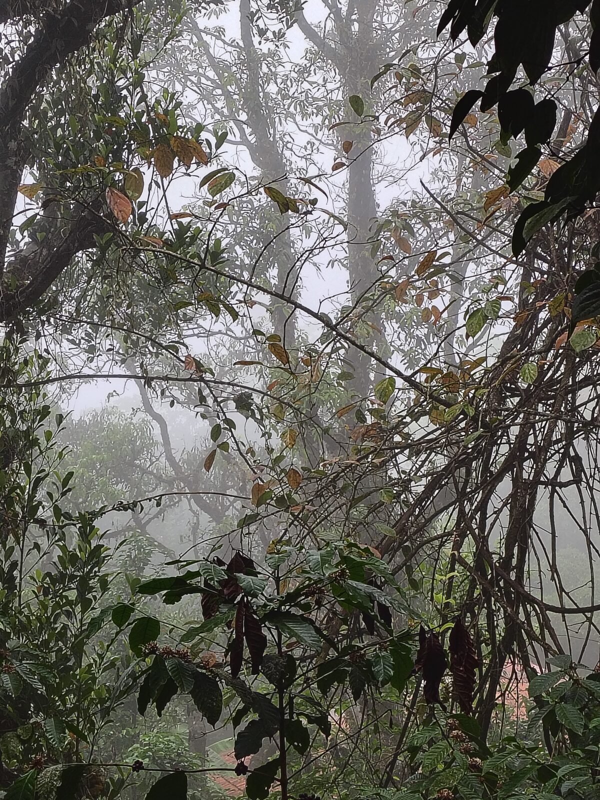 The Coffee Landscape Walk